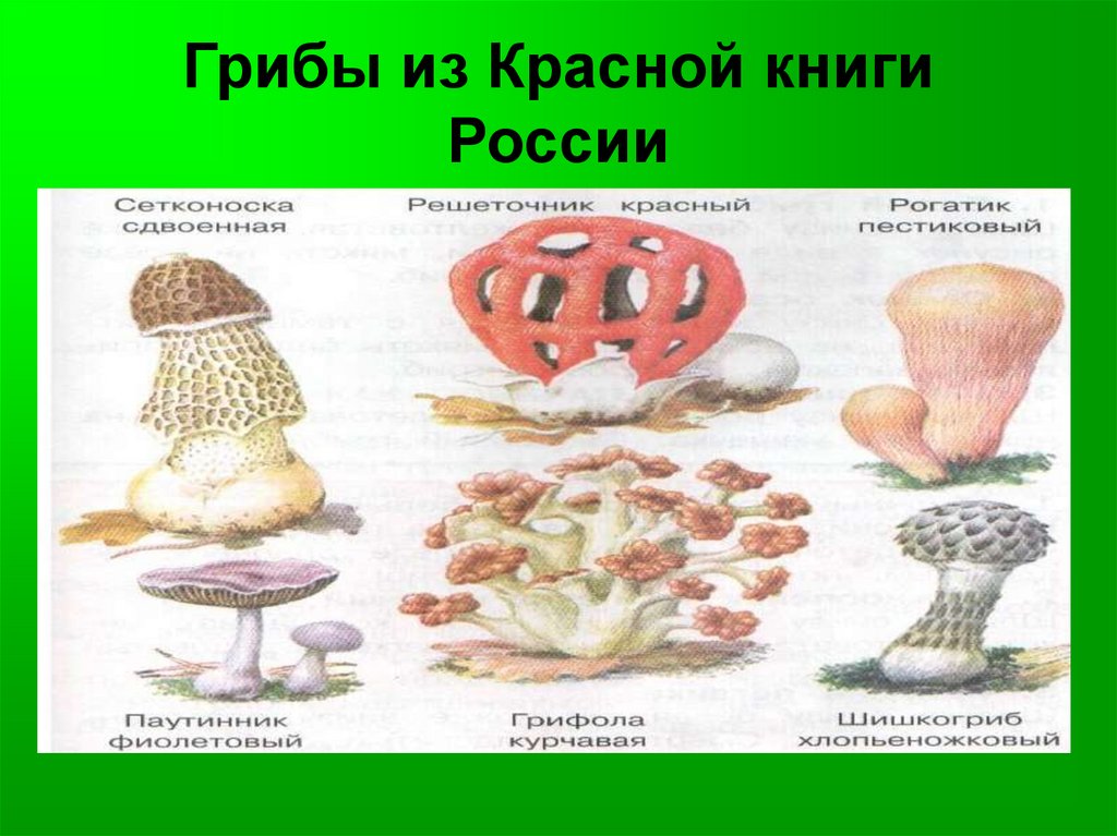 Грибы занесенные в красную книгу картинки