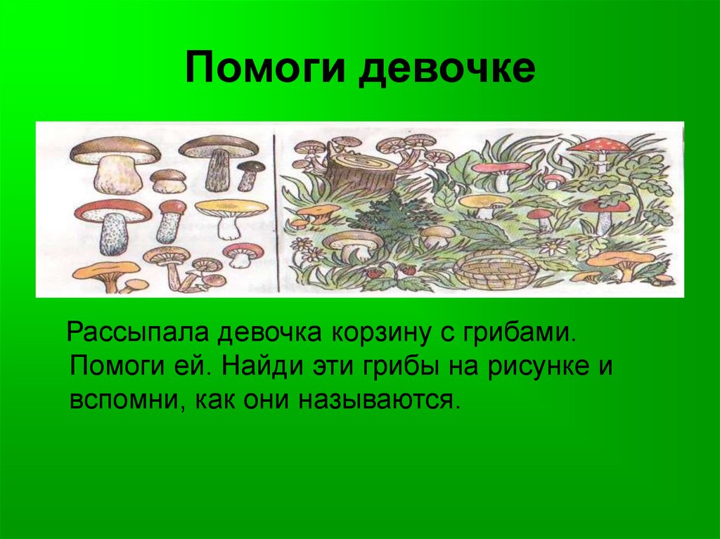 Чем помогает гриб. Рассыпал грибы. Девочка грибница информация. Вопросы по теме грибы. Грибы цель.