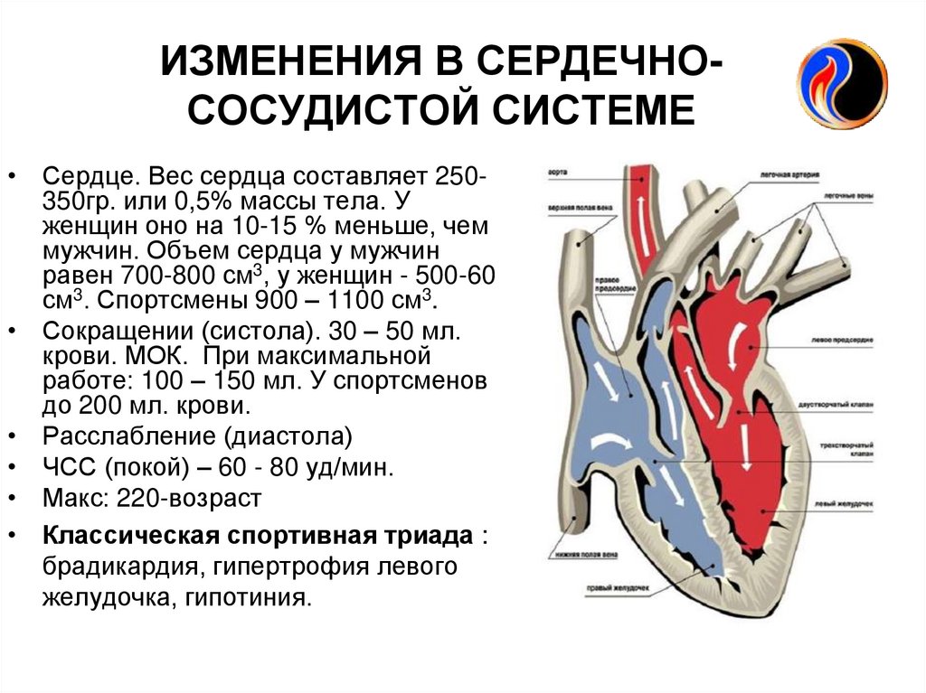 Дыхательный и сердечно сосудистый центр расположены. Возрастные изменения кровеносной системы. Сердечно сосудистая система. Строение сердечно сосудистой системы. Сердечносоудистая система.