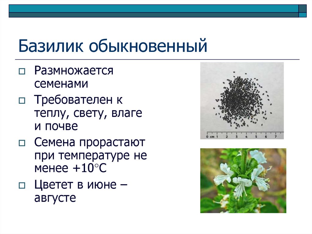 Базилик обыкновенный