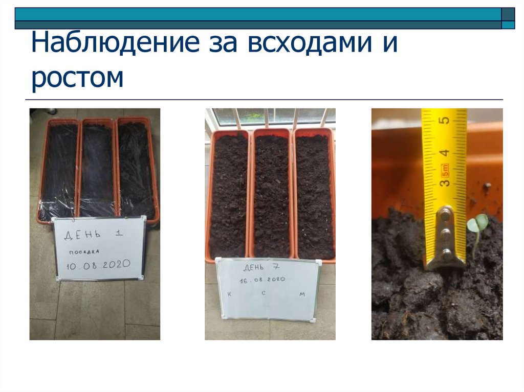 Наблюдение за всходами и ростом