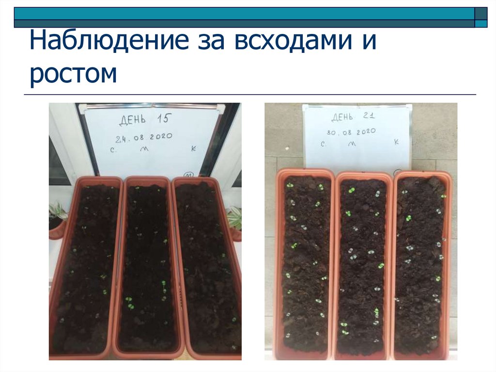 Наблюдение за всходами и ростом