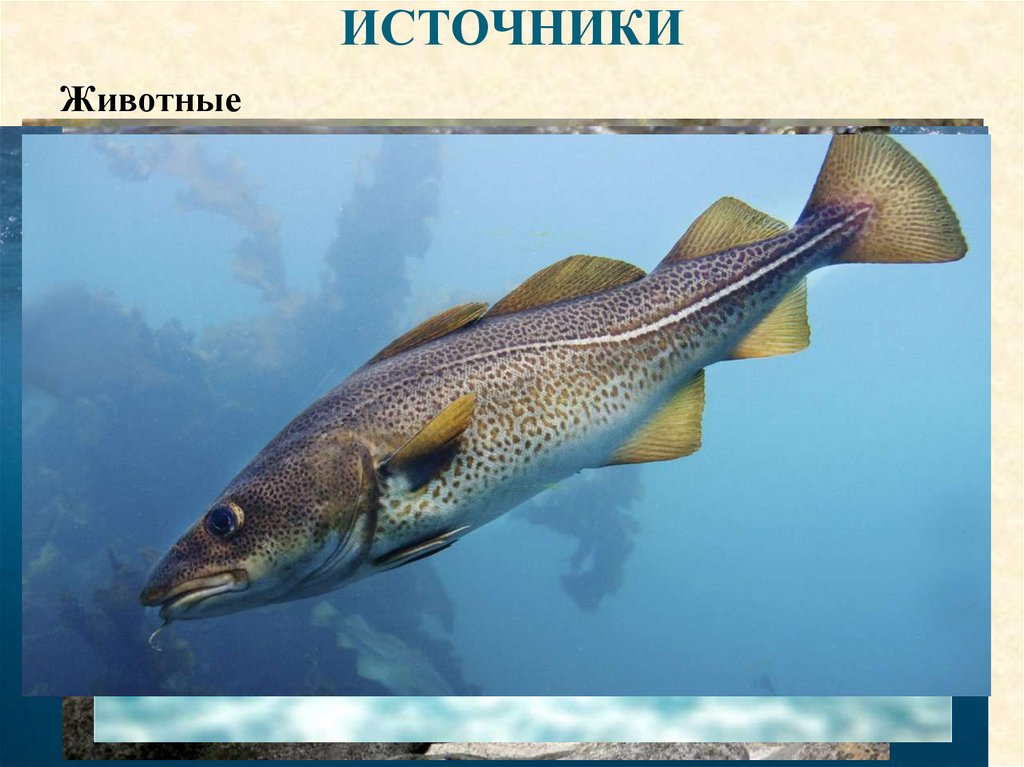 Липиды. Источники - презентация онлайн