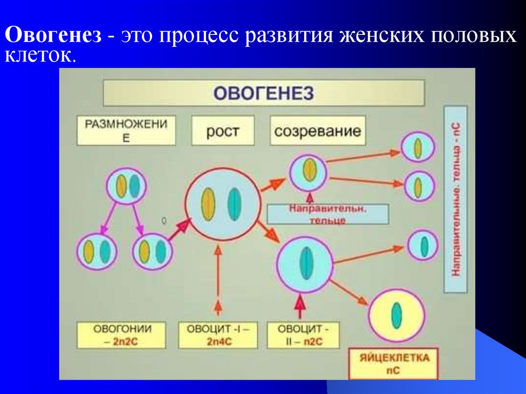 Овогенез это