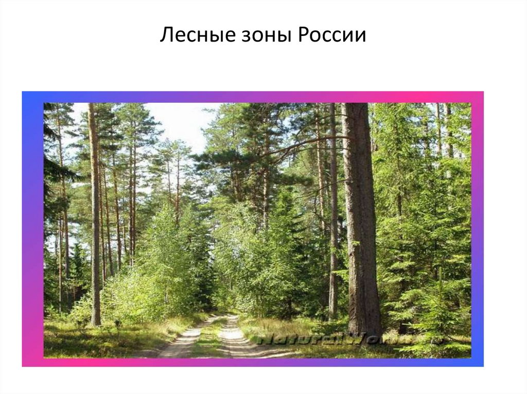 Лесные зоны воды. Лесные зоны России. Зона леса. Лесные зоны России презентация. Зона лесов России.