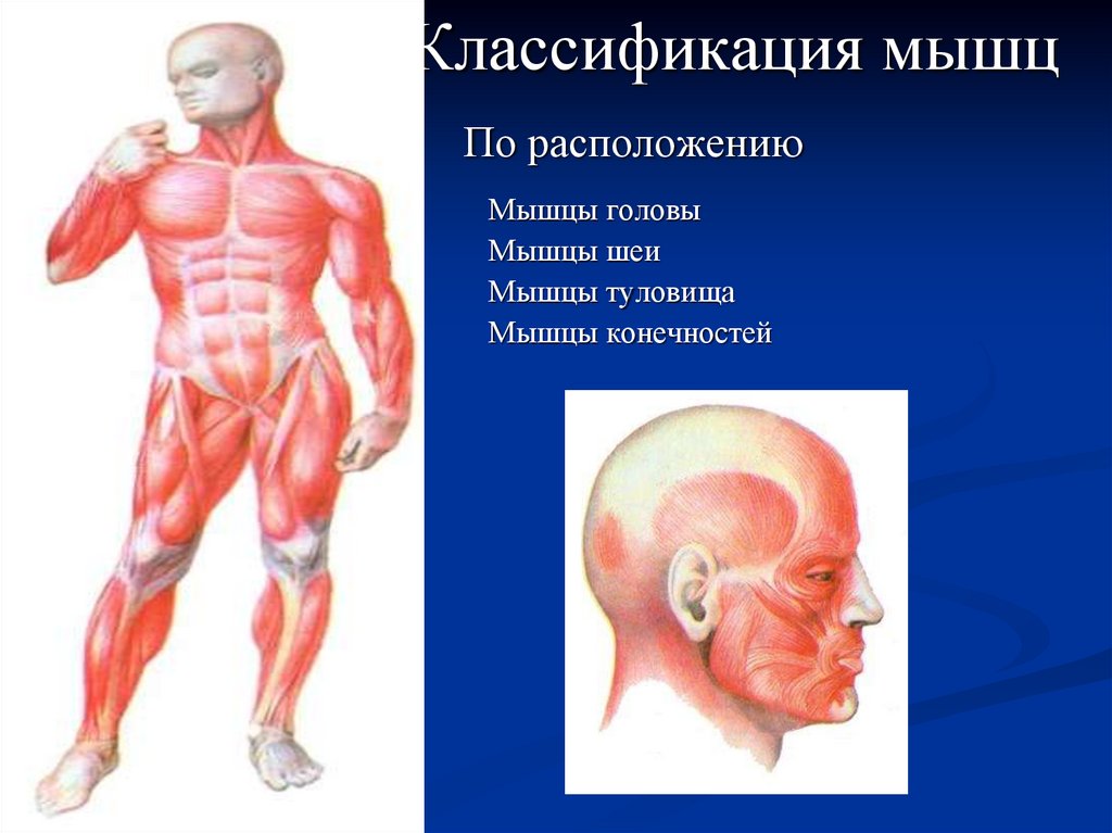 Работа скелетных мышц человека