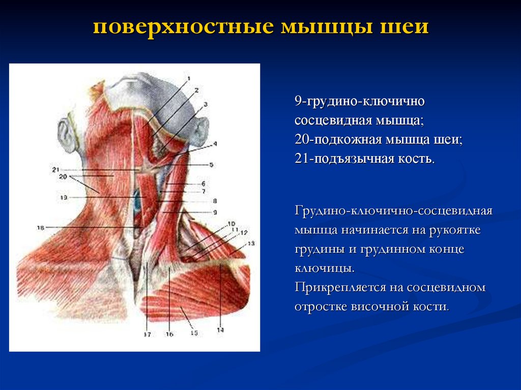 Внутреннее строение шеи. Строение шеи человека спереди описание. Поверхностные срединные и глубокие мышцы шеи вид сбоку.