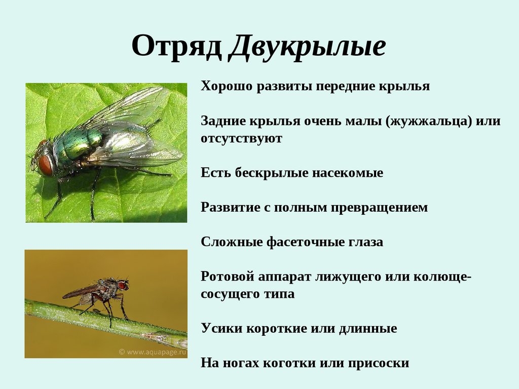 Характер мухи. Характерные признаки отряда Двукрылые. Двукрылые насекомые характеристика. Отряд Двукрылые строение крыльев. Строение двукрылых насекомых кратко.