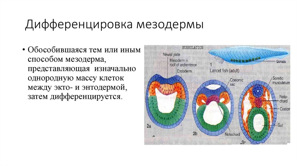 Нервная система образуется из мезодермы