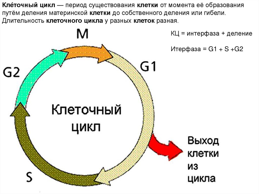 Клеточный цикл рисунок