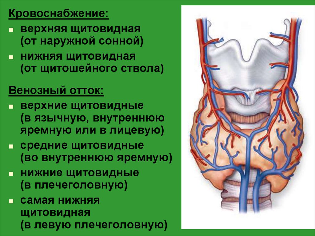 Кровоснабжение щитовидной железы схема