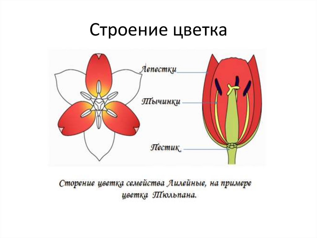Какая формула цветка лилейных. Диаграммы цветков семейства Лилейные.