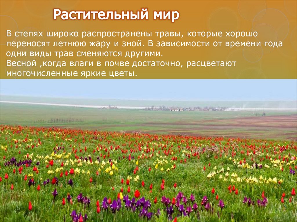 В россии зона степей расположена. Растительный мир степи в России. Степь природная зона. Степная растительность. Степь природная зона растения.