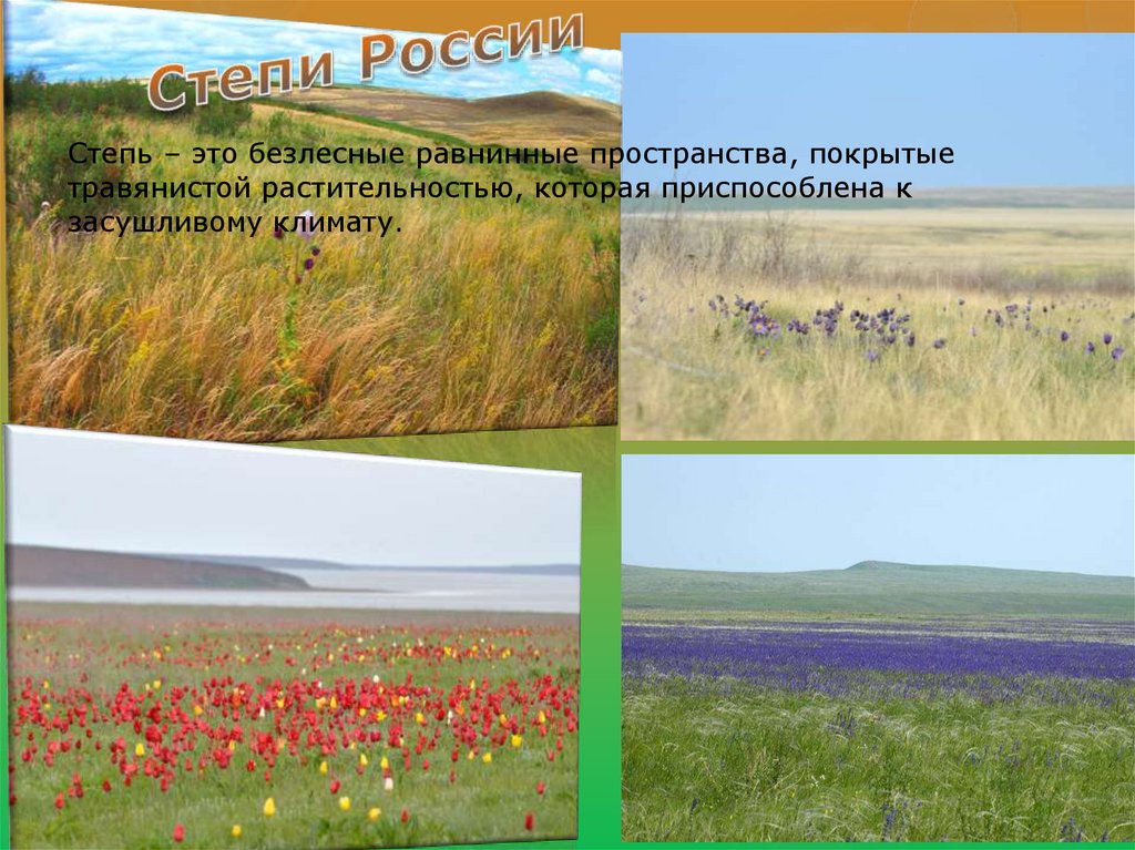 Зона степей ( география ). Степная зона Омской области. Как выглядит зона степей. Животные зоны степей. Главной причиной безлесья в степной зоне является