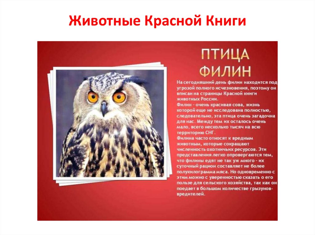 Животные Красной Книги