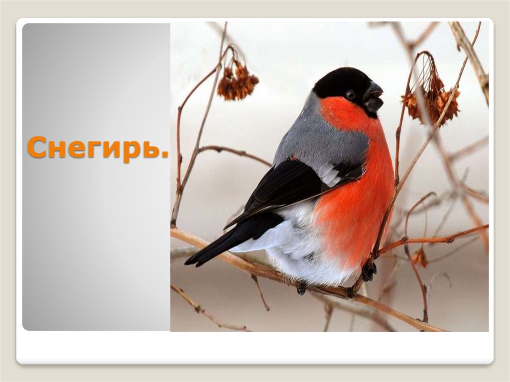 Снегирь.