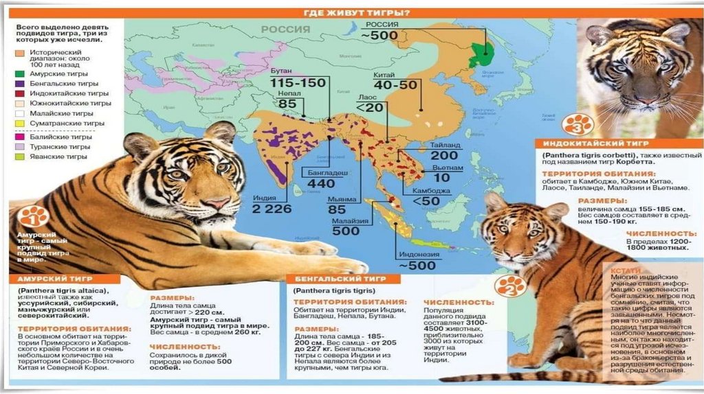 Сколько в мире амурских тигров. Амурский тигр численность 2022 в мире. Численность амурских тигров. Меры охраны Амурского тигра. Численность уссурийских тигров.