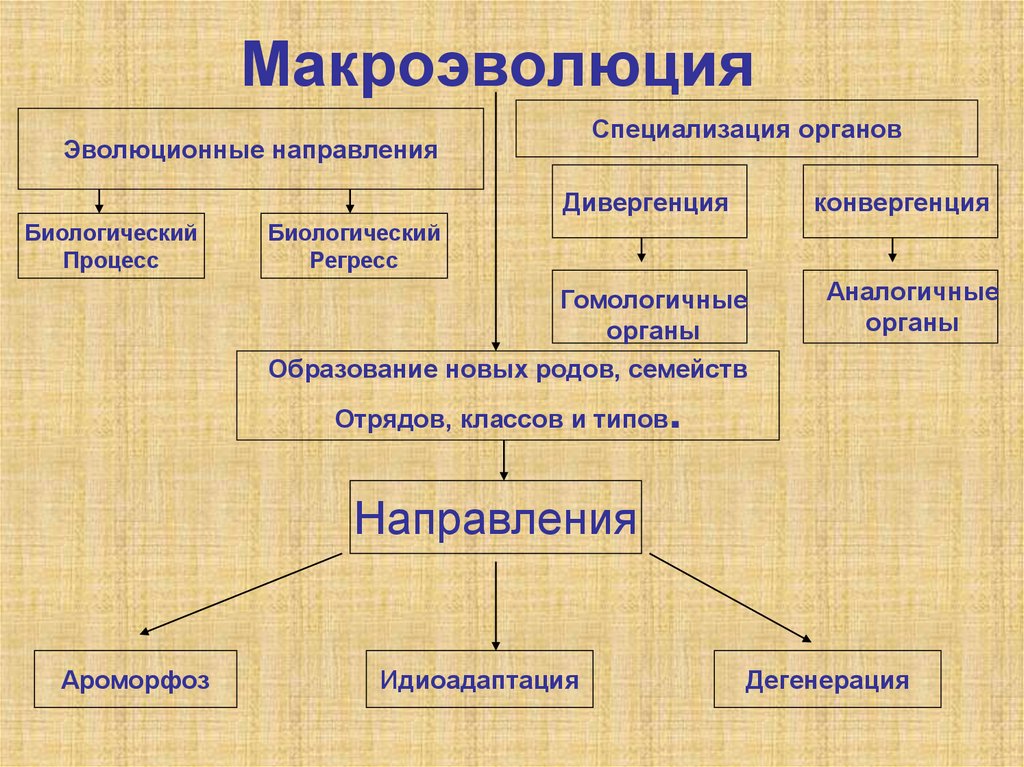 Основные направления эволюции схема