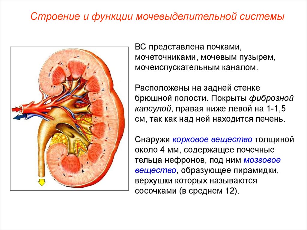 Выделительная система человека 8 класс презентация биология