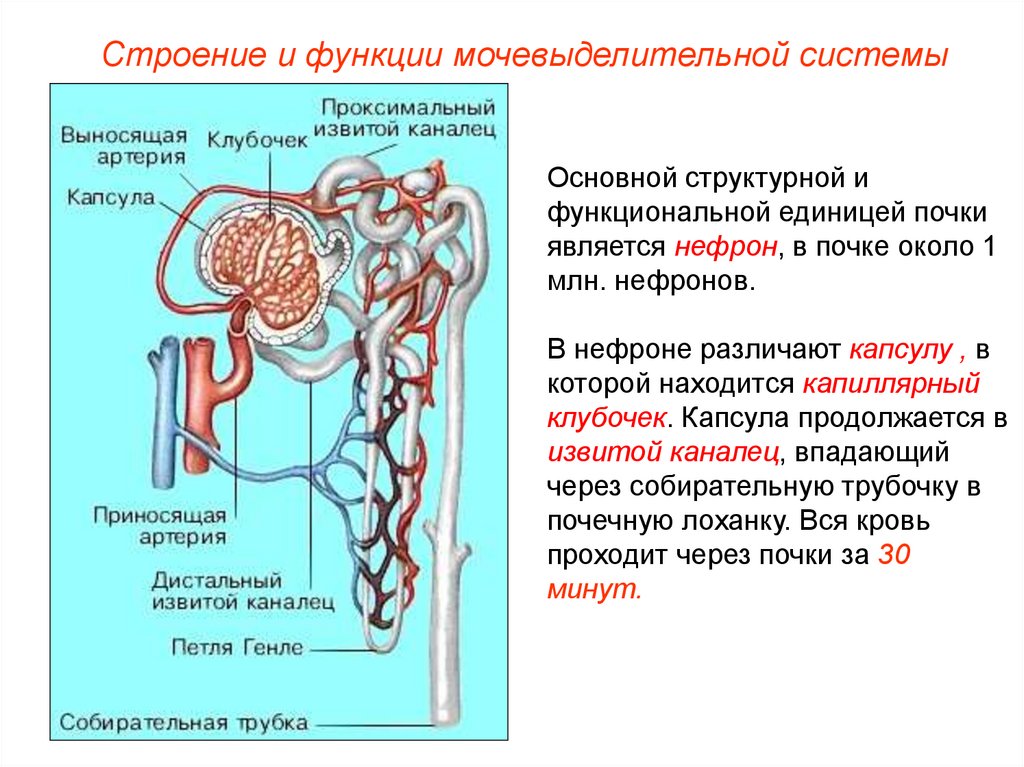 Схема выделительной системы