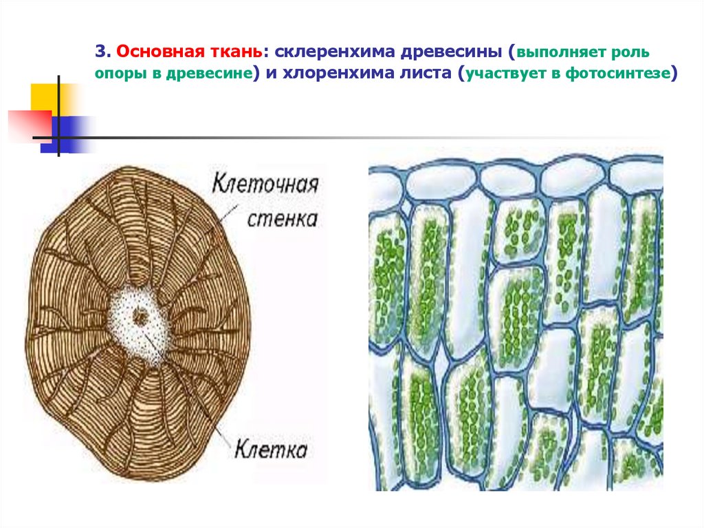 Меристематические ткани растений