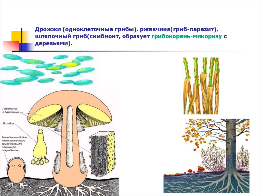 Плесневые грибы образуют микоризу