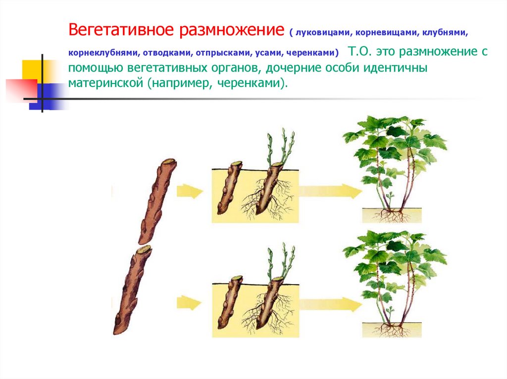 Как называется способ вегетативного размножения. Вегетативное размножение корневищами. Размножение растений корнеклубнями. Вегетативное размножение корнеклубни. Вегетативное размножение корневыми отпрысками.