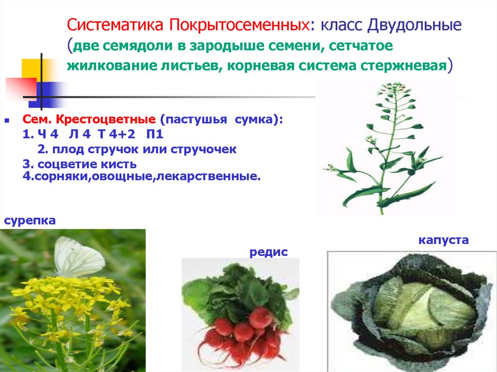 Семя содержит одну или две семядоли покрытосеменные. Систематика покрытосеменных. Систематика двудольных растений. Ботаника наука о растениях. Систематика картофеля обыкновенного.