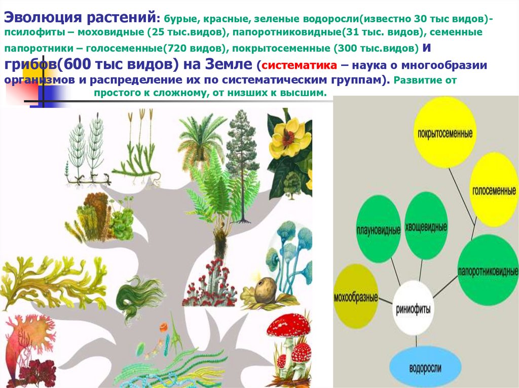 В чем заключается процесс развития для растения. Эволюция растений схема.