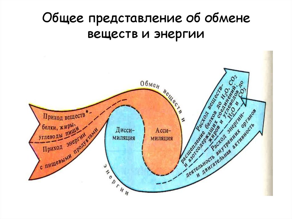 Понятие об обмене энергии схема обмена энергии в организме