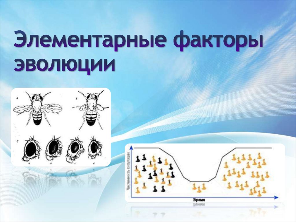 Элементарные эволюционные факторы. Элементарные факторы. Факторы эволюции. Эволюционные факторы. Факторы эволюции презентация.