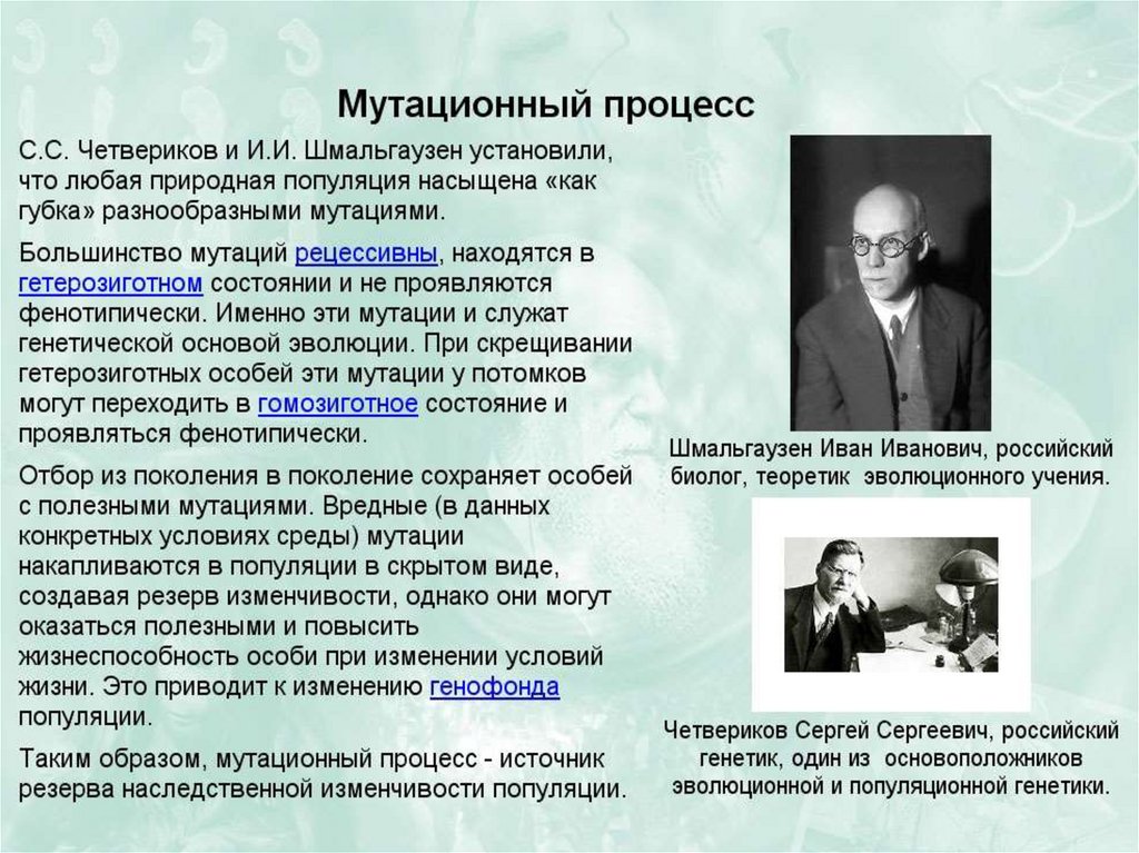 Изменчивость популяции. Современные представления о видообразовании и.и Шмальгаузен. Шмальгаузен вклад в биологию. Эволюционное учение Четверикова. Четвериков и Шмальгаузен.