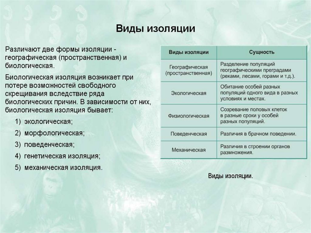 Факторы эволюции человека презентация 11 класс биология