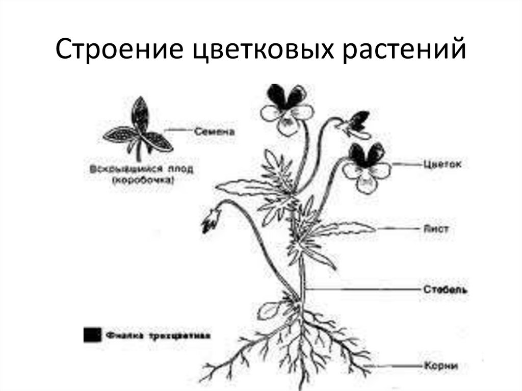 Строение растений рисунок