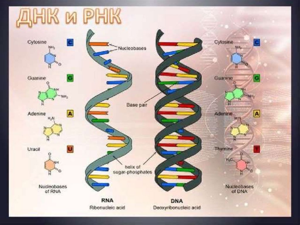 Одно из составляющих днк. Схема РНК И ДНК биология. Биология ДНК схема. ДНК человека схема. Модель ДНК.