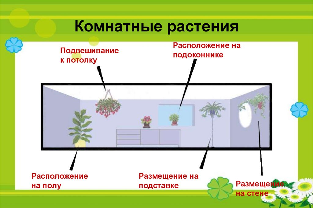 Комнатные растения