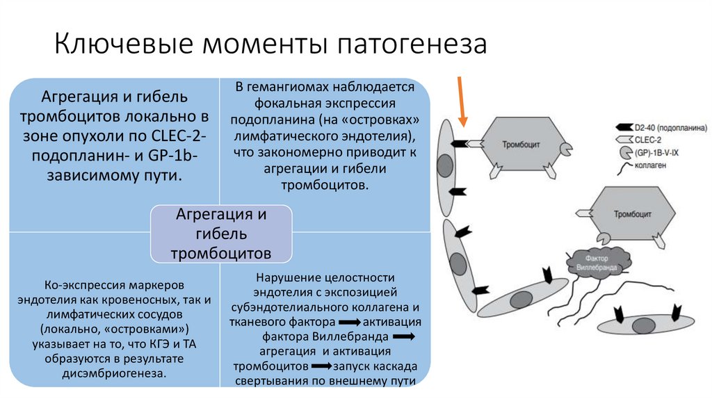 Синдром казабаха мерритта фото