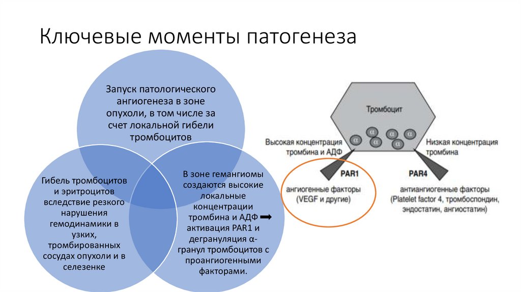 Ключевые моменты патогенеза
