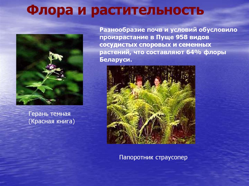 На диаграмме представлена информация по некоторым видам растений беловежской пущи