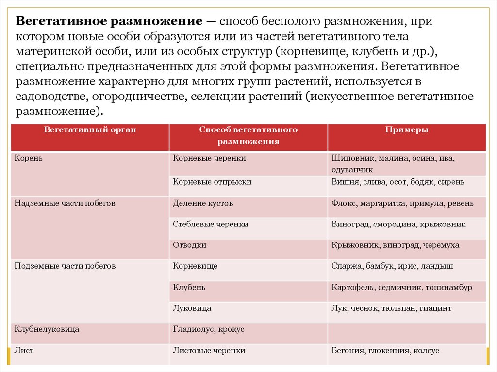 Таблица вегетативного размножения с примерами