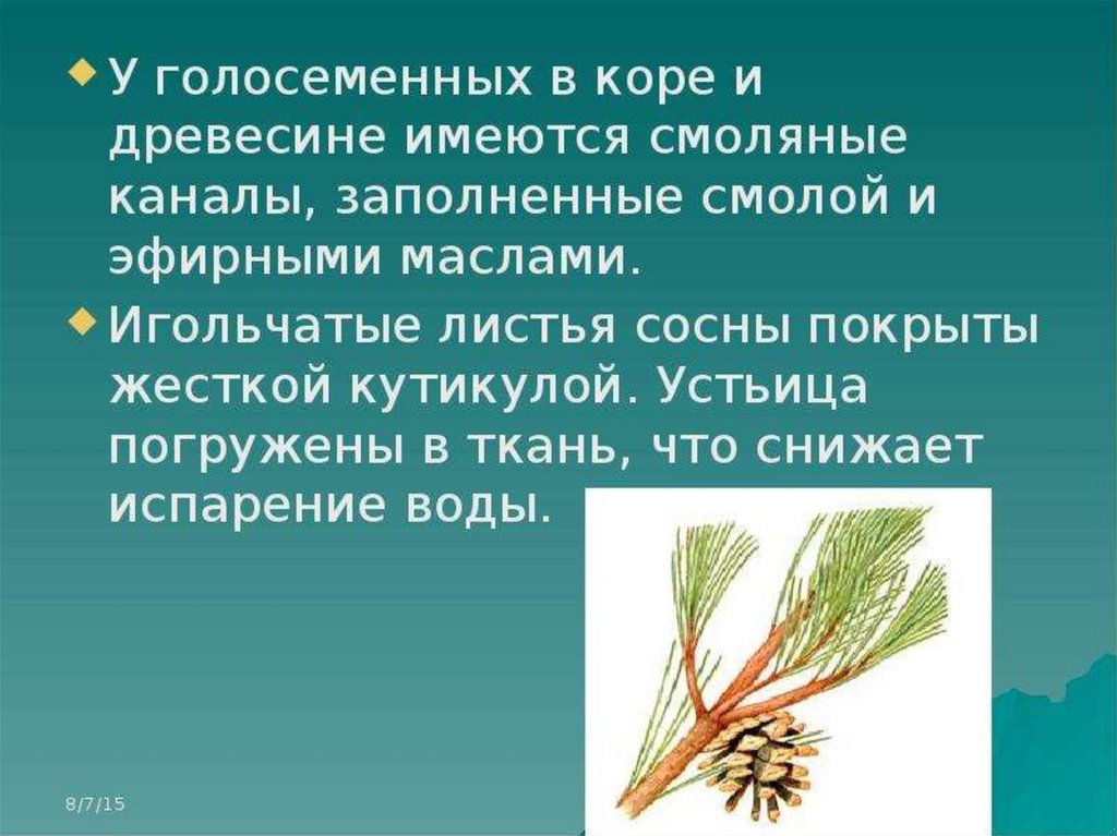 Презентация на тему голосеменные растения 5 класс биология