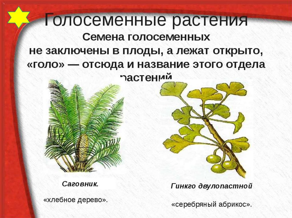 Признаки голосеменных растений 7 класс