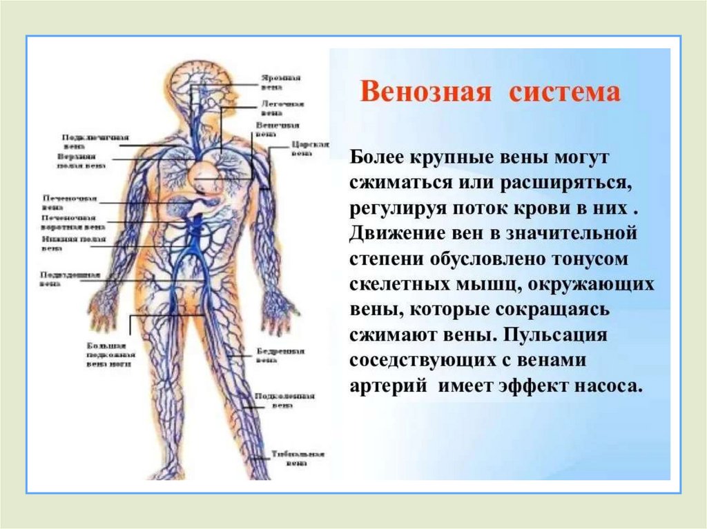 Самая большая вена у человека где находится. Венозная система человека схема. Строение венозной системы. Кровеносная система человека вены. Венозная система и артериальная система.