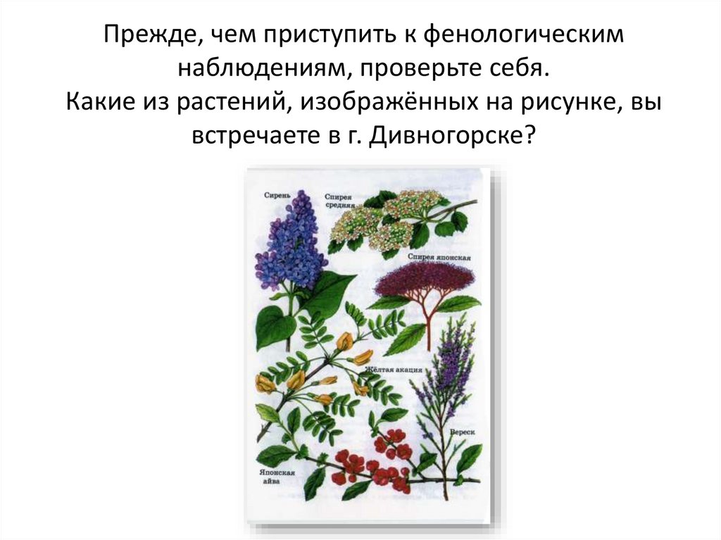 На рисунке изображено растение которое поставили на подоконник за несколько дней наблюдений