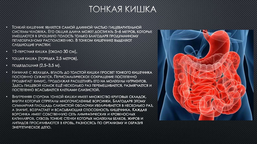 Рак ободочной кишки презентация