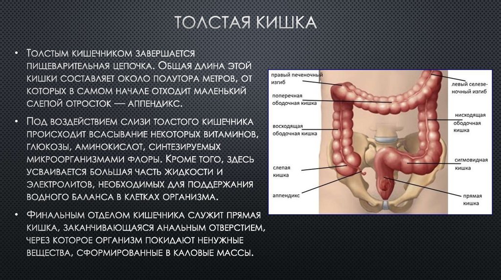 Пищеварение в толстом кишечнике презентация