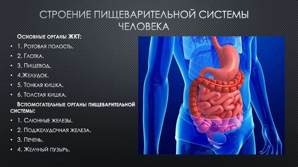 Строение пищеварительной системы презентация