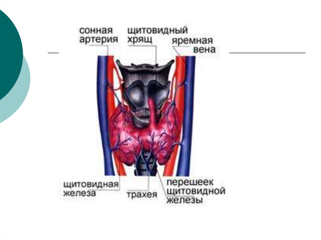 Изменение тканей щитовидной железы. Хрящ щитовидной железы. Щитовидная железа хрящевая ткань. Опухоли щитовидной и околощитовидных желез. Щитовидная железа трубки.