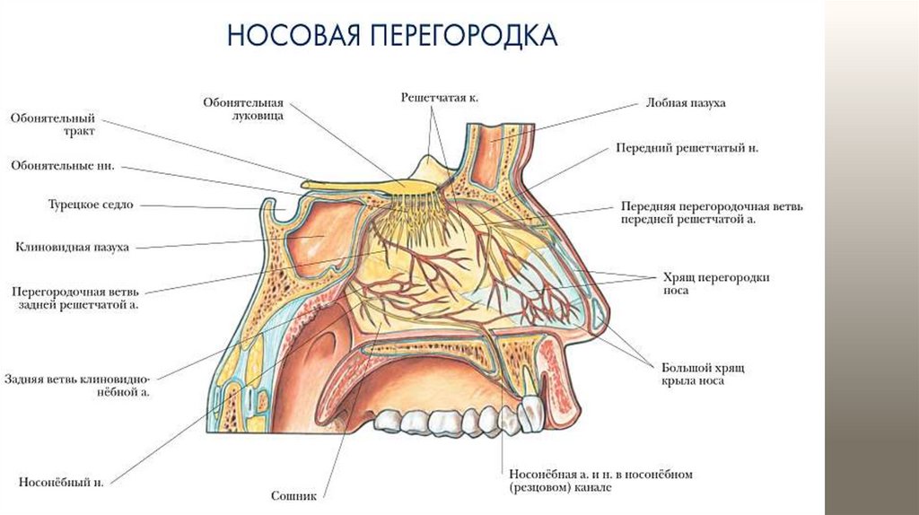 Обонятельный канал. Обонятельный нерв решетчатая кость. Строение органа обоняния человека анатомия. Орган обоняния нос строение. Строение перегородки носа анатомия.
