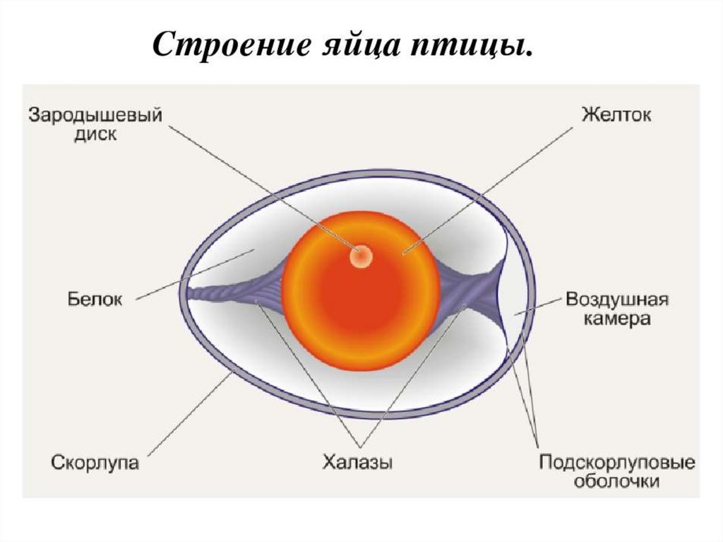 Тайны куриного яйца презентация